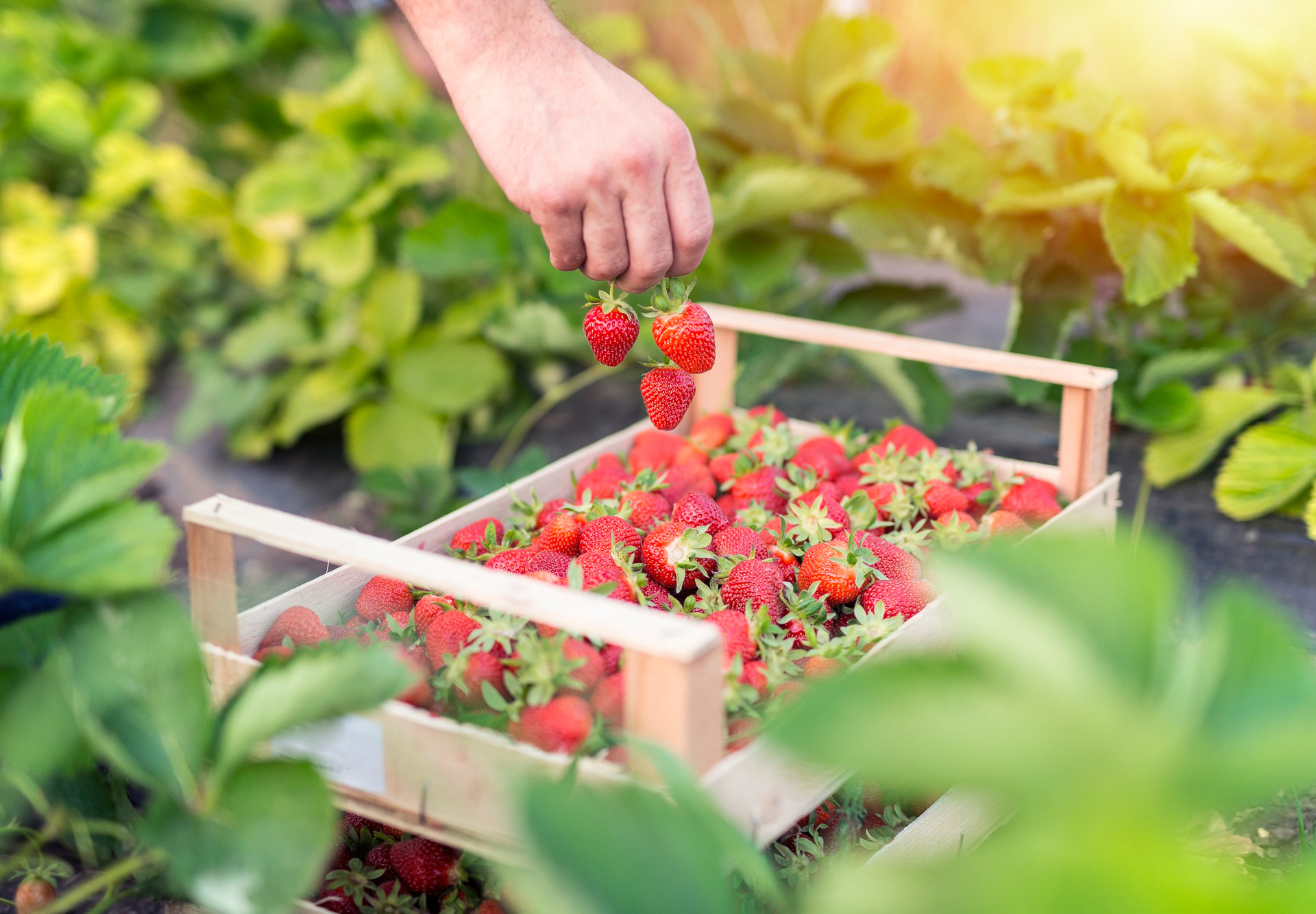 Изображение на всю ширину