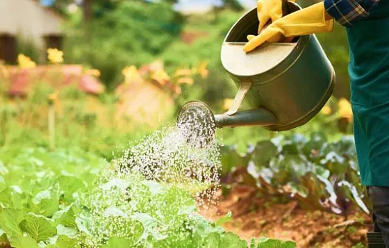 «Север Грядка»